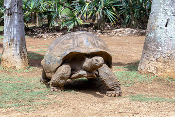 Fototapeta premium Giant turtles, dipsochelys gigantea in tropical island Mauritius