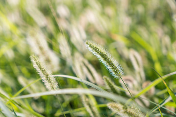 Foxtail and grass in spring
