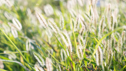 Foxtail and grass in spring