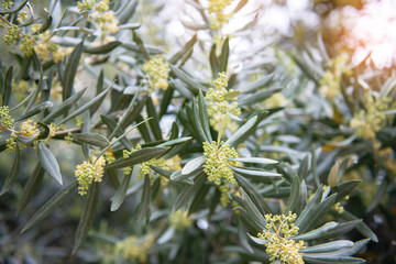 Olives in bloom. Olive trees garden. Mediterranean olive field, spring season. Italian olive's grove. Olive farm.