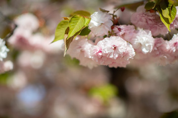 Sakura, cherry blossom, cherry tree with flowers. Oriental cherry blooming. Branch of sakura with white and rose flowers, beauty in nature, beautiful spring nature background