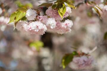 Sakura, cherry blossom, cherry tree with flowers. Oriental cherry blooming. Branch of sakura with white and rose flowers, beauty in nature, beautiful spring nature background