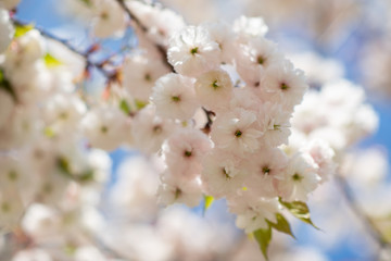 Sakura, cherry blossom, cherry tree with flowers. Oriental cherry blooming. Branch of sakura with white and rose flowers, beauty in nature, beautiful spring nature background