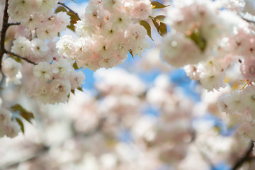 Sakura, cherry blossom, cherry tree with flowers. Oriental cherry blooming. Branch of sakura with white and rose flowers, beauty in nature, beautiful spring nature background