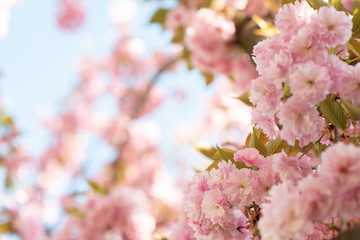 Sakura, cherry blossom, cherry tree with flowers. Oriental cherry blooming. Branch of sakura with white and rose flowers, beauty in nature, beautiful spring nature background