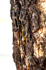 Natural gums are polysaccharides of natural origin