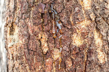 Natural gums are polysaccharides of natural origin