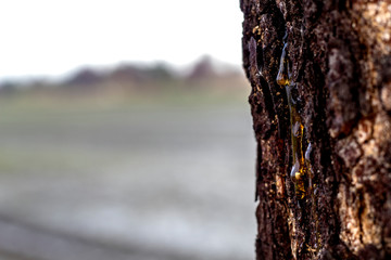 Fototapeta premium Natural gums are polysaccharides of natural origin