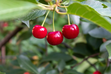 Three Red Ripe Cherries on The Branch