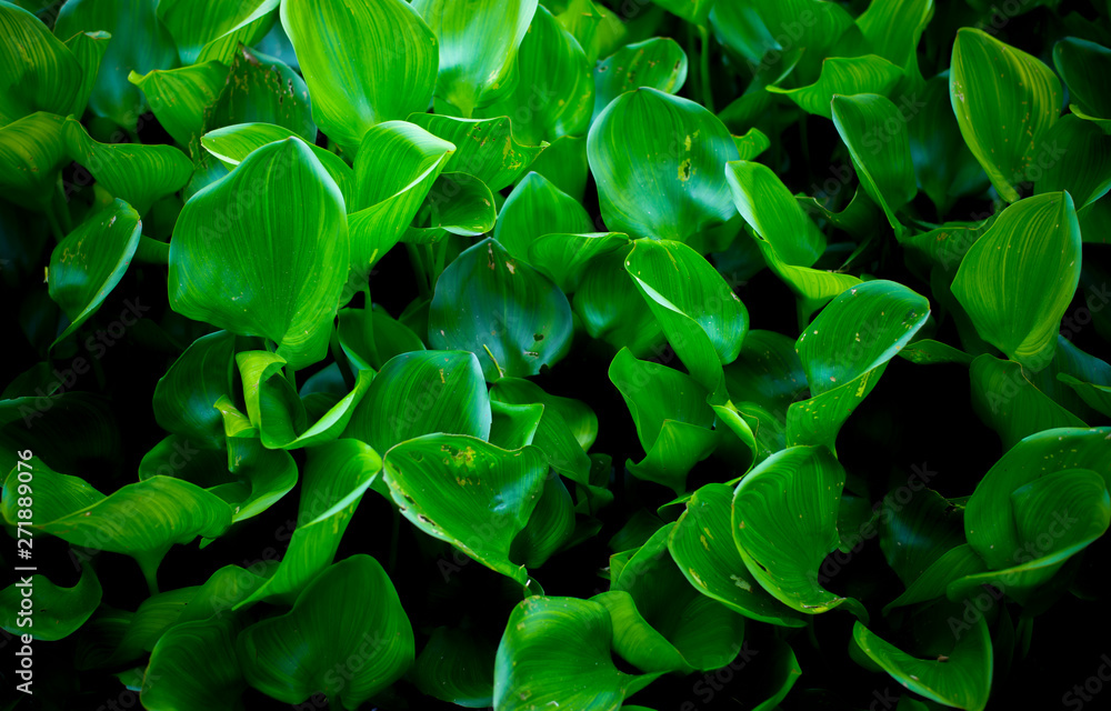 Wall mural picture fresh green water hyacinth leaves