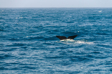 The tail fin of a diving southern Right Whale - Eubalaena australis- in the south atlantic ocean.