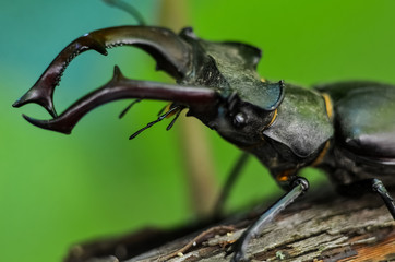 Macro side view of whole giant stag beetle (Lucanus cervus) standing on tree brunch over green forest background 
