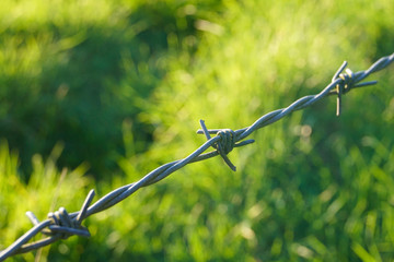 Stacheldrahtzaun vor einem grünen Hintergrund