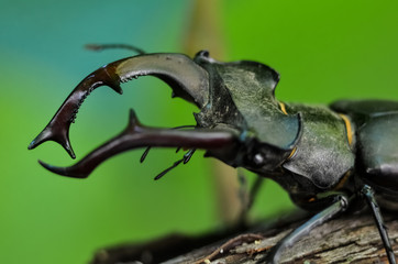 Macro side view of whole giant stag beetle (Lucanus cervus) standing on tree brunch over green forest background 
