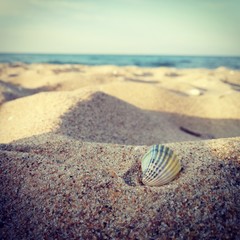 Colorful shell on the beach