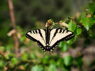 Zedra Swallowtail Butterfly