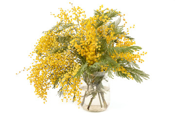 mimosa on a white background