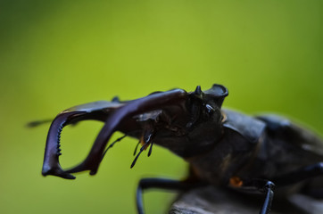 Macro side view of whole giant stag beetle (Lucanus cervus) standing on tree brunch over green...