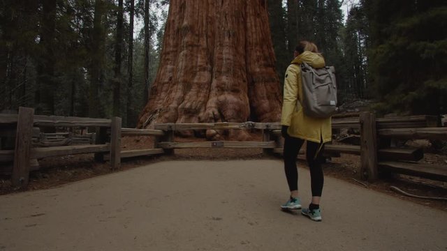 Caucasian female walking towards General Sherman - one of the biggest giant sequoias in the world, Sequoia National Park, USA. 4K UHD