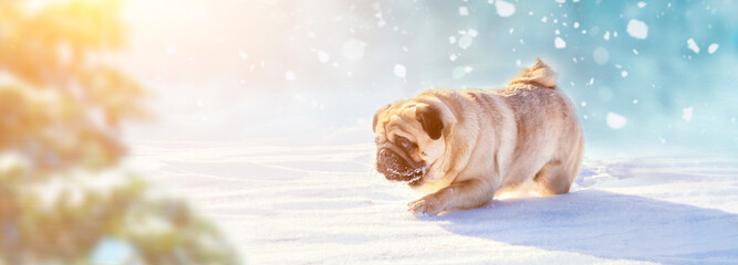 Active pug dog running in deep snow. Winter walks with pets concept image. Panoramic view
