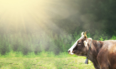Happy single cow on a meadow during sunset, Space for text