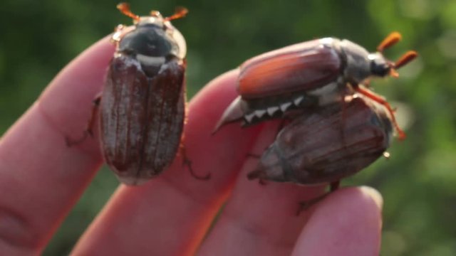 funny maybugs chafer creeping by the hand