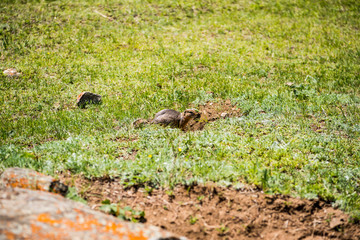 Beautiful Altai gopher, sitting on a green meadow in sunny day