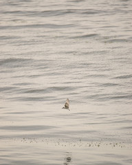Bird flying over the sea
