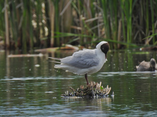 Laughing gull (Leucophaeus atricilla) standing on a small pond 