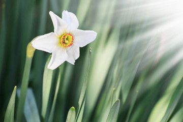 White easter flowers in sunshine. Space for text.