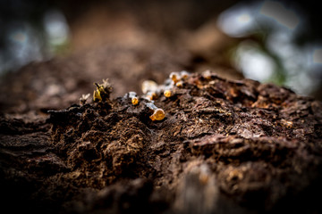 Natural gums are polysaccharides of natural origin
