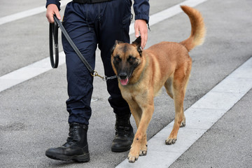 chien gendarme