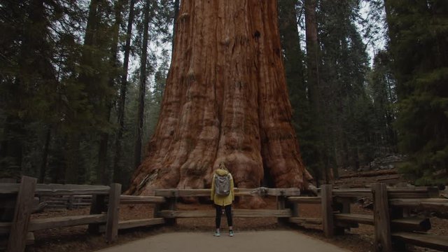 Caucasian female walking towards General Sherman - one of the biggest giant sequoias in the world, Sequoia National Park, USA. 4K UHD