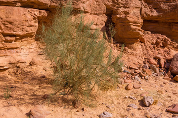 Coloured Canyon is a rock formation on South Sinai (Egypt) peninsula. Desert rocks of multicolored sandstone background.	