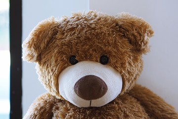 Teddy bear closeup