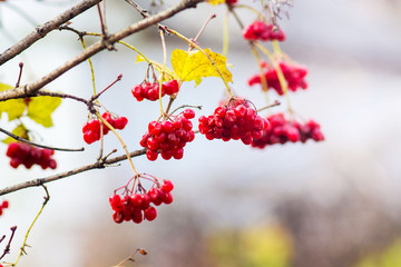 Red berries and yellow leaves on the branches of the guelder rose_