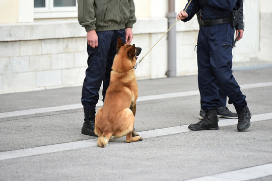 chien gendarme