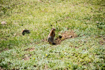 Beautiful Altai gopher, sitting on a green meadow in sunny day