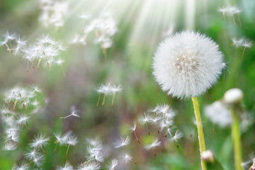 Dandelion seeds in the sunlight blowing away across a fresh nature green morning background