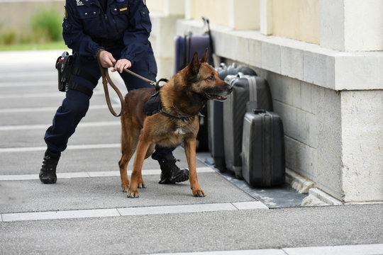 chien gendarme
