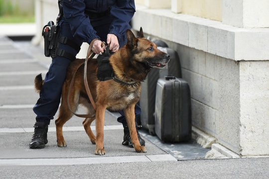 chien gendarme