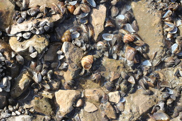 sea shells on the beach