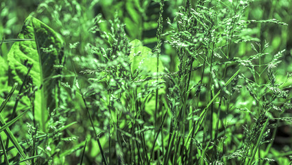 Green grass natural background texture, Lawn for the background