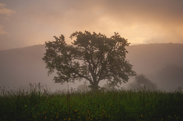 Fototapeta premium Morgennebel oberhalb von Wehr/Baden