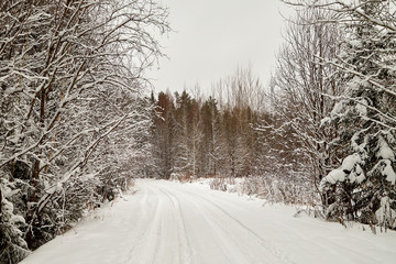Obraz premium Snow covered trees in a winter forest and white road between them