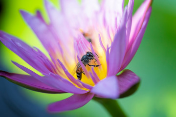 Close up Bees trying to keep nectar pollen from the water lily