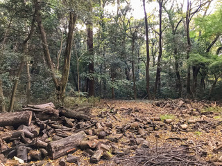 log camp in forest