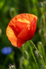 Fototapeta premium mak