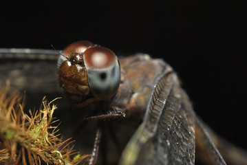 dragonfly on black background © Hazmi