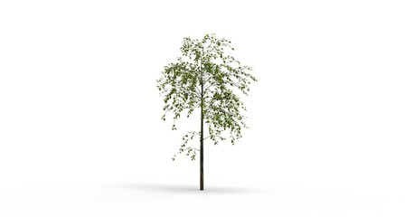 Tree isolated on white 3D Rendering